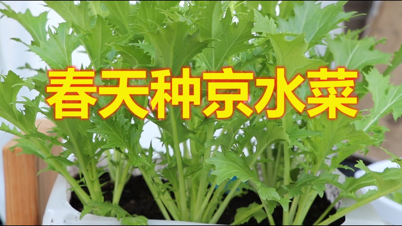 春天种京水菜
