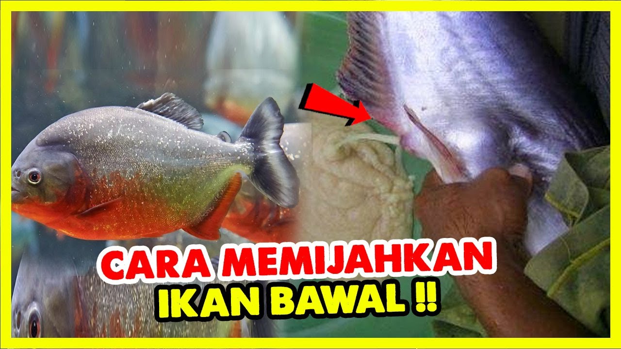 Cara memijahkan ikan bawal bagi pemula