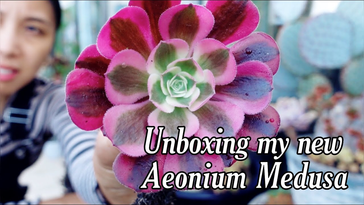 Unboxing Aeonium Medusa & fixing up my Rainbow Cactus