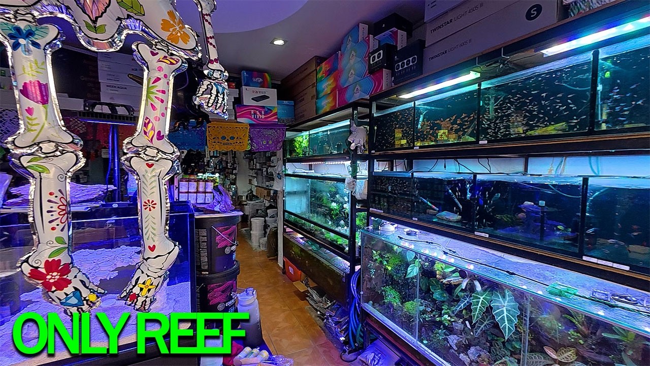 ONLY REEF MONTA TU ACUARIO MARINO! AQUAFEST 2025