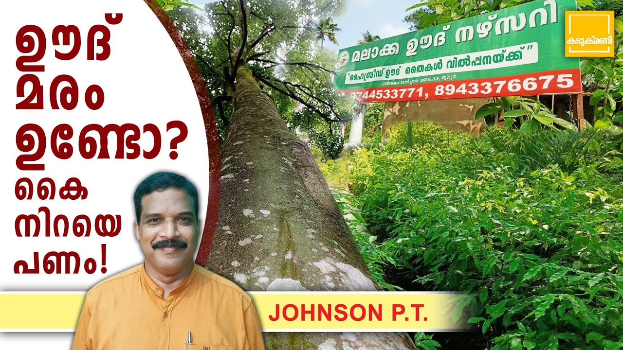 ഊദ് മരം ഉണ്ടോ? കൈ നിറയെ പണം! | Oud Plantation Kerala | Oud Tree In Kerala | Agarwood plantation
