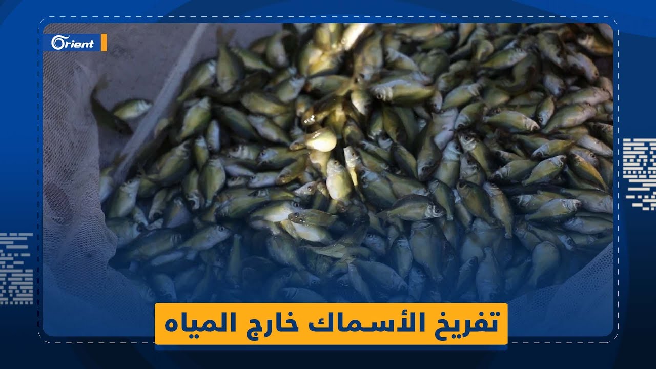 أسرار تربية الأسماك خارج المياه نقلها مُهجّر سوري إلى إدلب