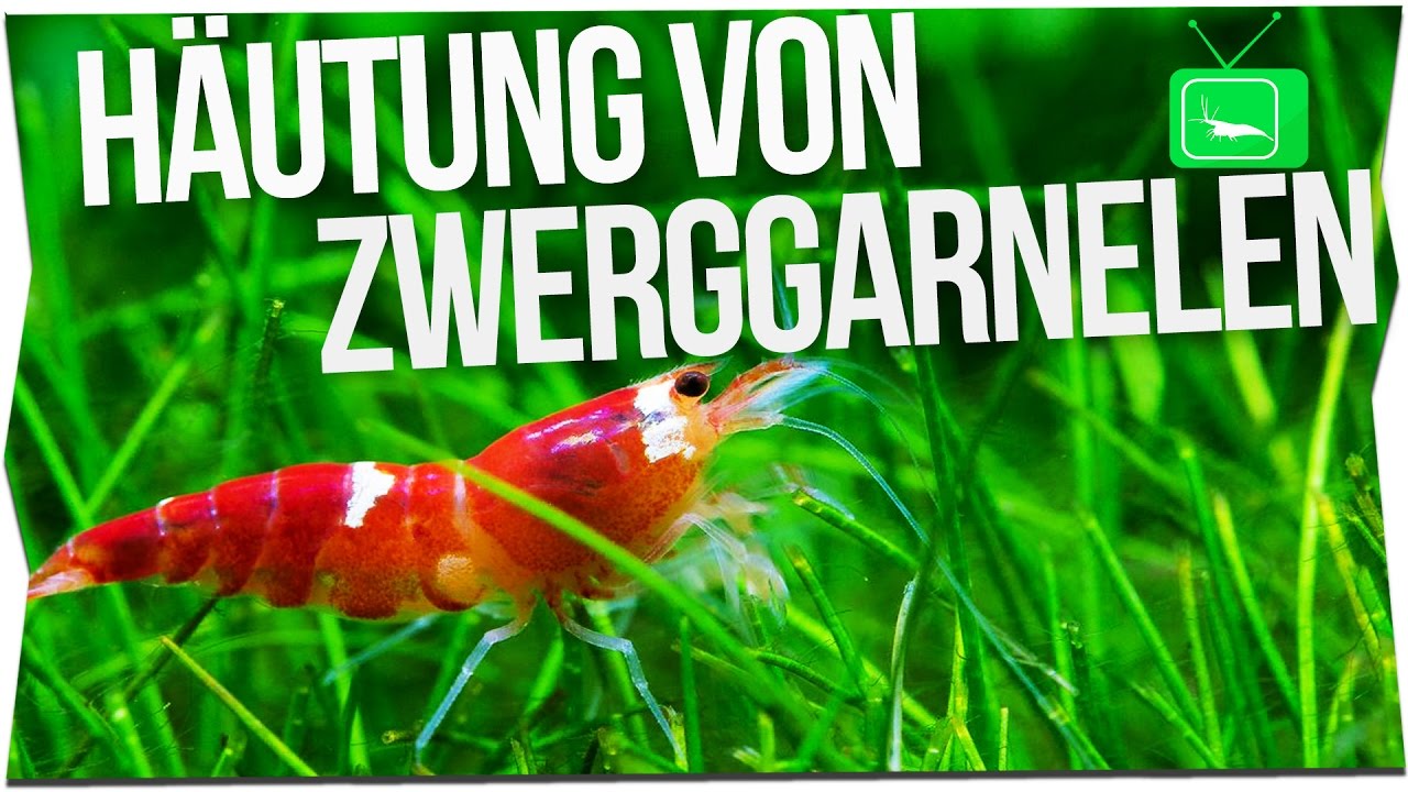 H&Auml;UTUNG BEI GARNELEN | GarnelenTv