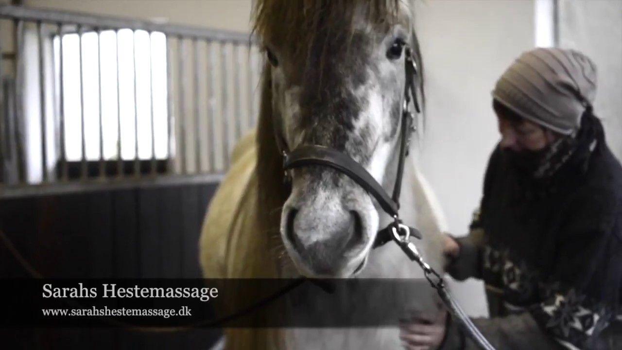 Hestemassage