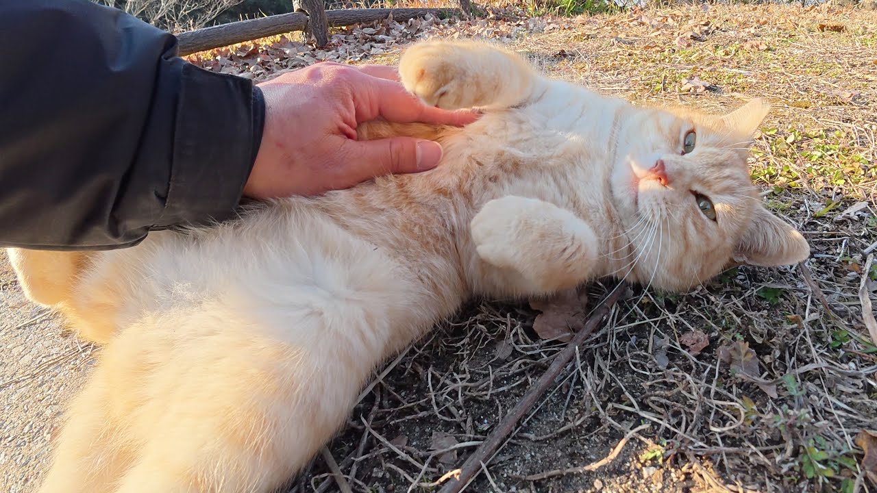 クリーム猫ちゃんが可愛い声で鳴きながらお腹を見せて甘えてきた