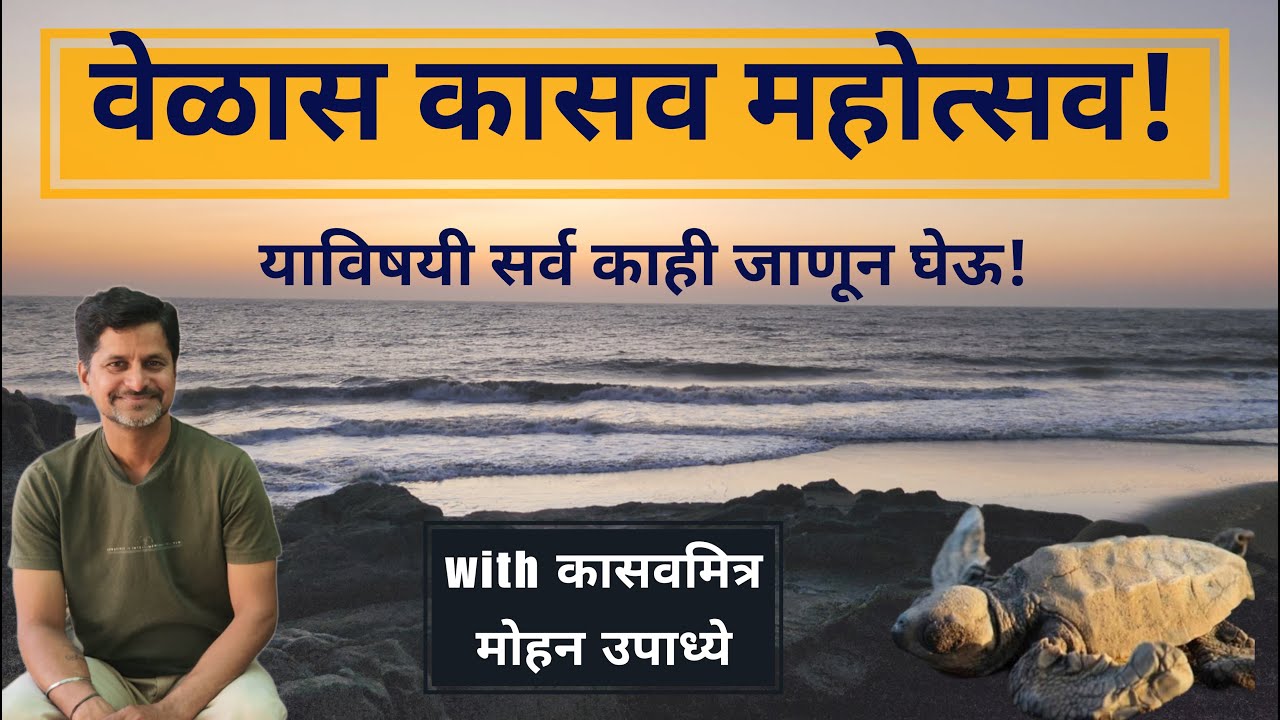 वेळास कासव महोत्सव | Velas Turtle Festival | Velas Kasav Mahotsav | Mohan Upadhye | Varun Bhagwat |