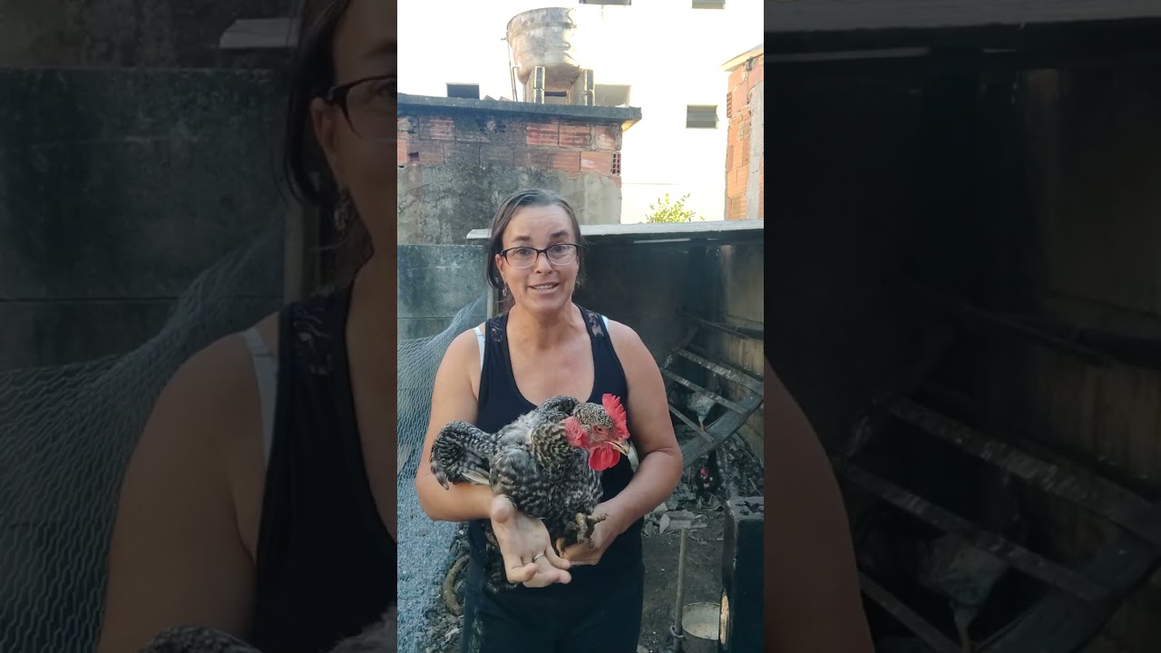 Tá dando uma chaça pra ela galinha 🐔🐓😂😂😂😂😂😂