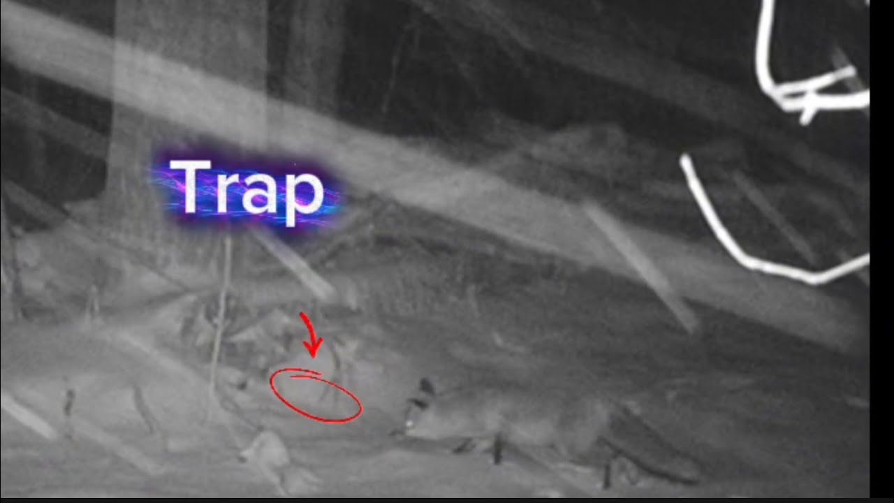 Trapping In The Snow , Not For The Faint Of Heart #Coyotes #Duke Traps #FoxTrapping #CoyoteBarking 