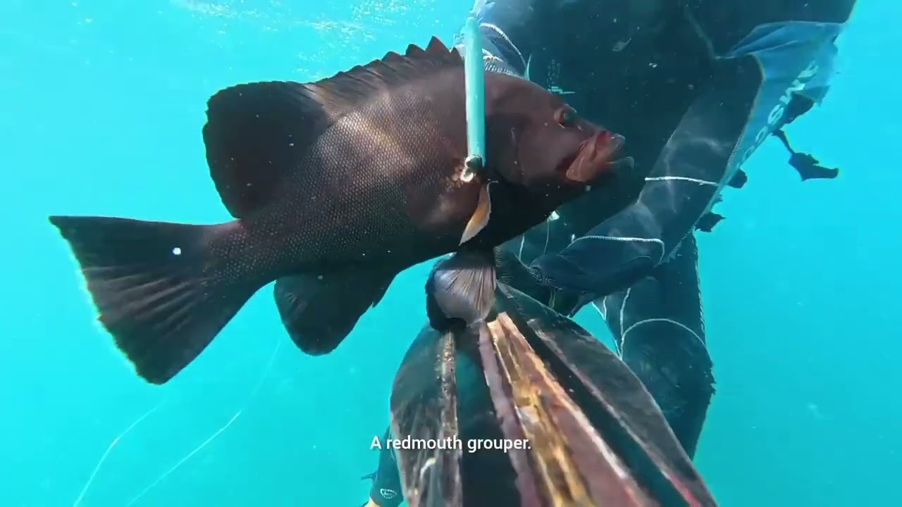 Spearfishing for 150 K