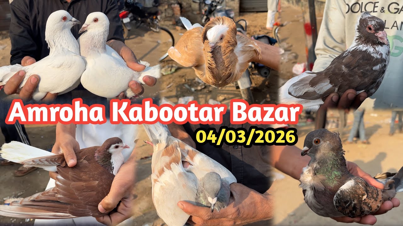Amroha Kabootar Bazar 🕊️ 04-03-2026 अमरोहा कबूतर बाज़ार gola,fancy,madrasi, panjabi kabootar markit 