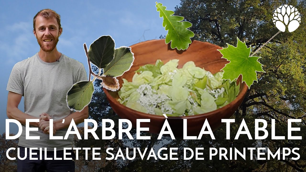 6 arbres en salade : cueillette sauvage de printemps