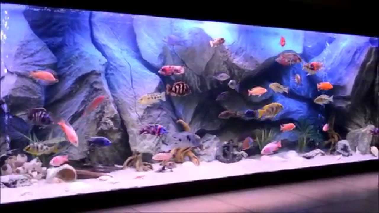 My monster cichlids fish tank with my turtle