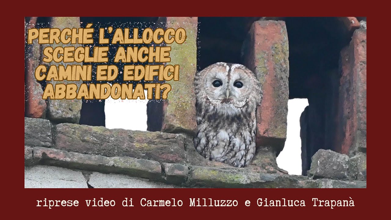 Perché l’allocco sceglie anche camini ed edifici abbandonati?