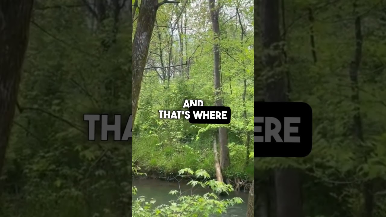Sasquatch Sightings in the City #sasquatchawareness #nephilim #scottcarpenter #biblicalnarrative