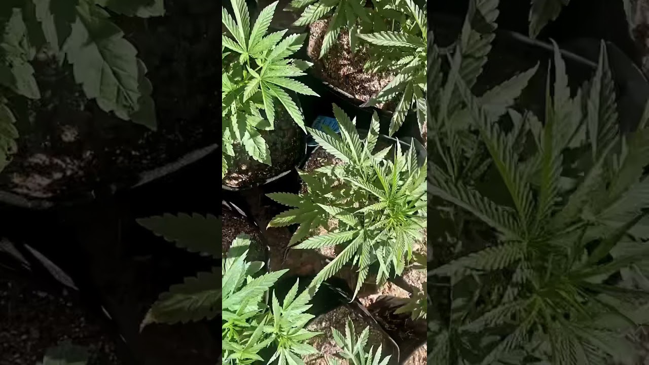 California Cannabis Garden (2021)