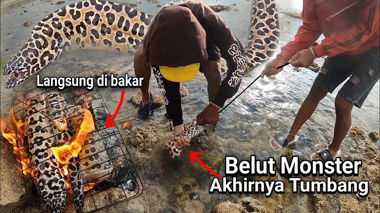 REKOR TERBARU MANCING BELUT MORAY MONSTER 8KG HASILNYA LANGSUNG DI BAKAR