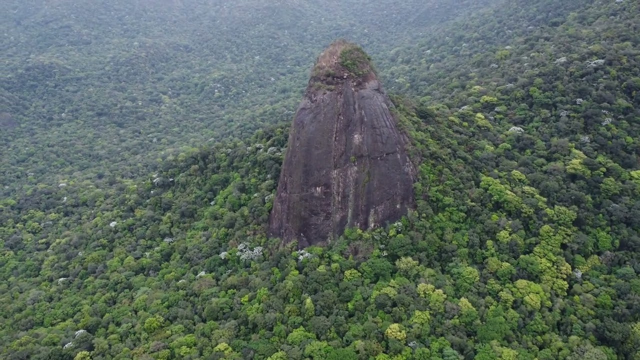 Raiz da Serra Magé/RJ