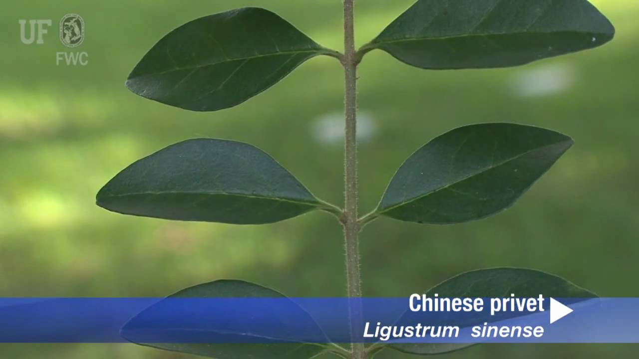 Chinese privet (Ligustrum sinense)