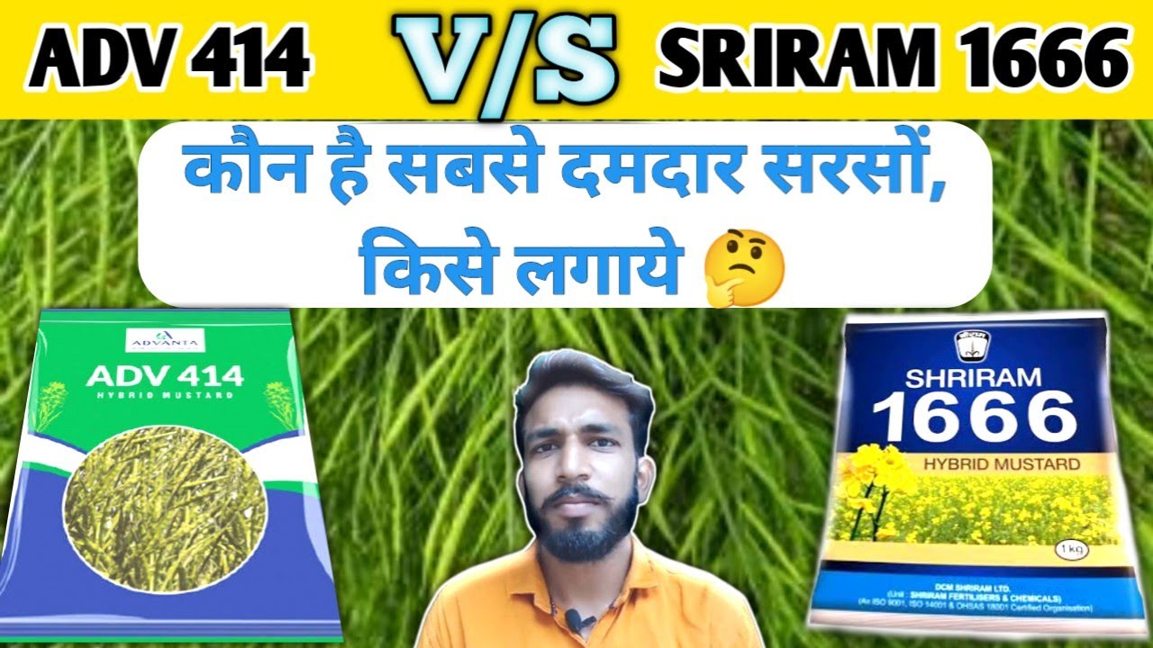 ADV 414 व SRIRAM 1666 सरसों में कौन सबसे बेस्ट है | ADV 414 sarso | sriram 1666 sarso