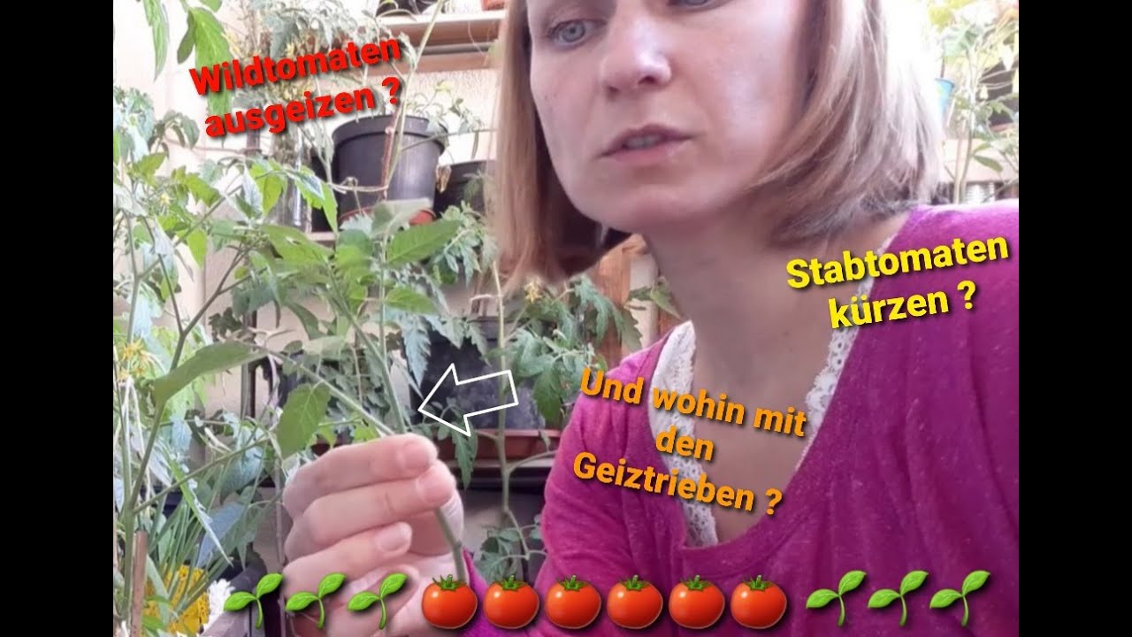 Tomatenpflanzen ausgeizen, beschneiden und kürzen...  Warum und wie ich das mache.