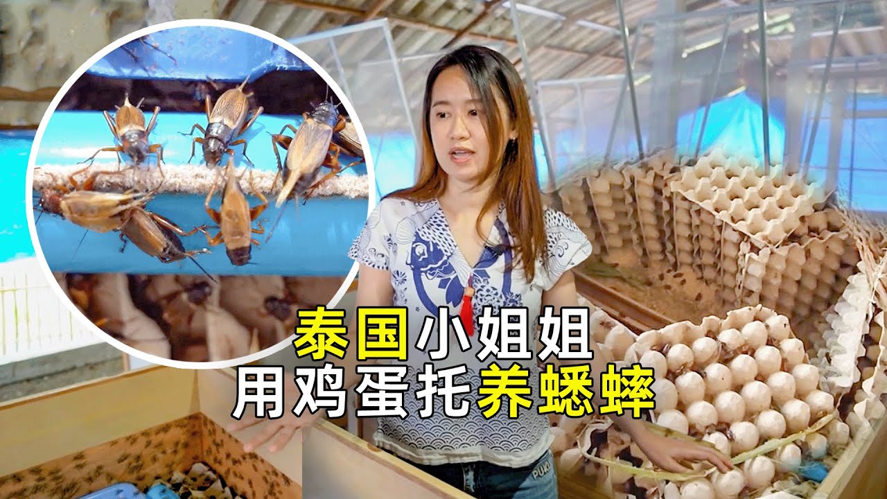 泰国人养殖的蟋蟀尸体，却被美国人制成了肉松！
