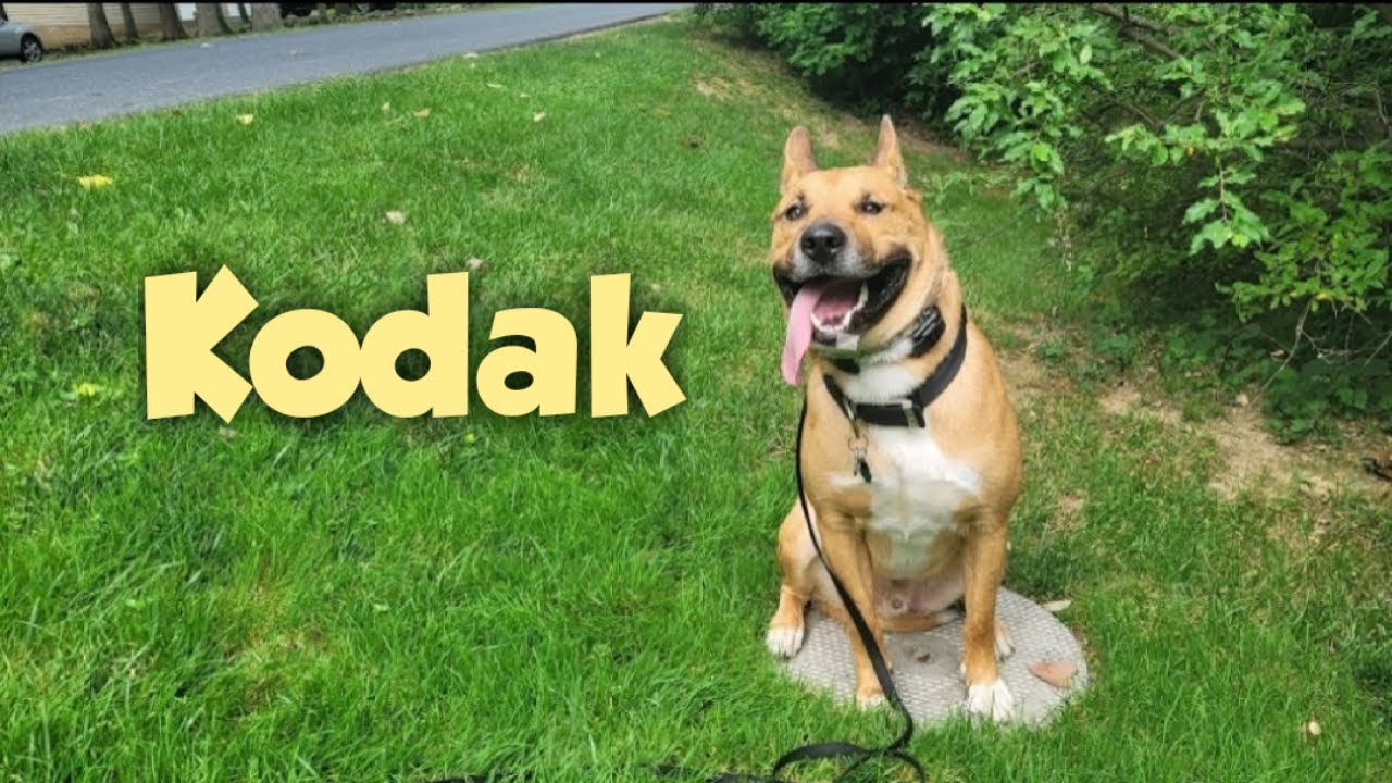 Malamute/Pitbull Mix Kodak Overcomes Aggression and Anxiety to Better Engage with His Environment!
