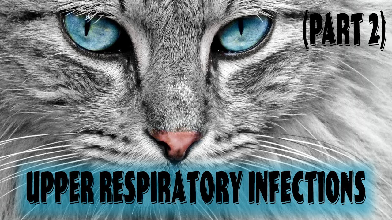 Part 2: Feline Upper Respiratory Infection | Feline Calicivirus | Feline Rhinotracheitis virus