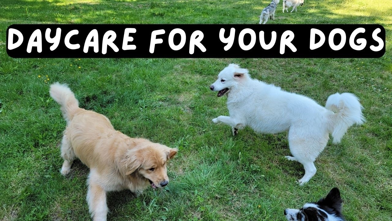 Daycare for your dog 🐶🐕🐩  Keep your dog busy while you are away or entertained while you cuddle