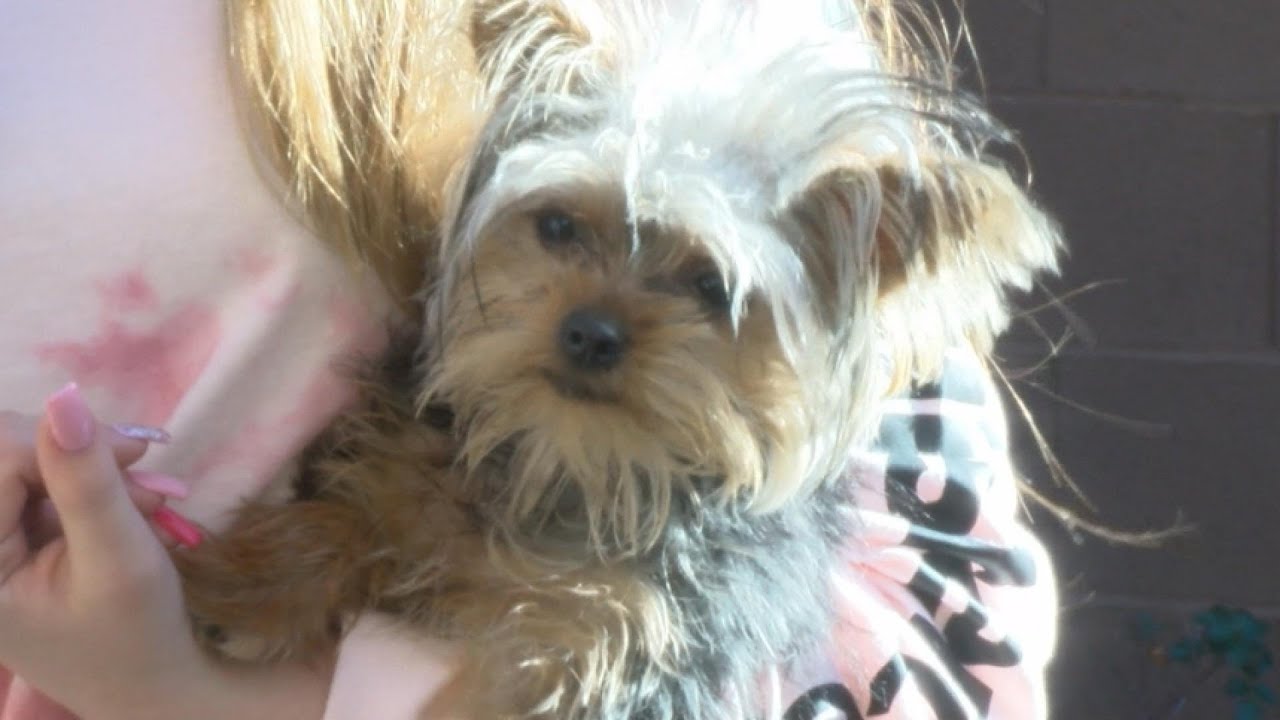 Caught On Cam: Huge Bird Attacks Tiny Dog