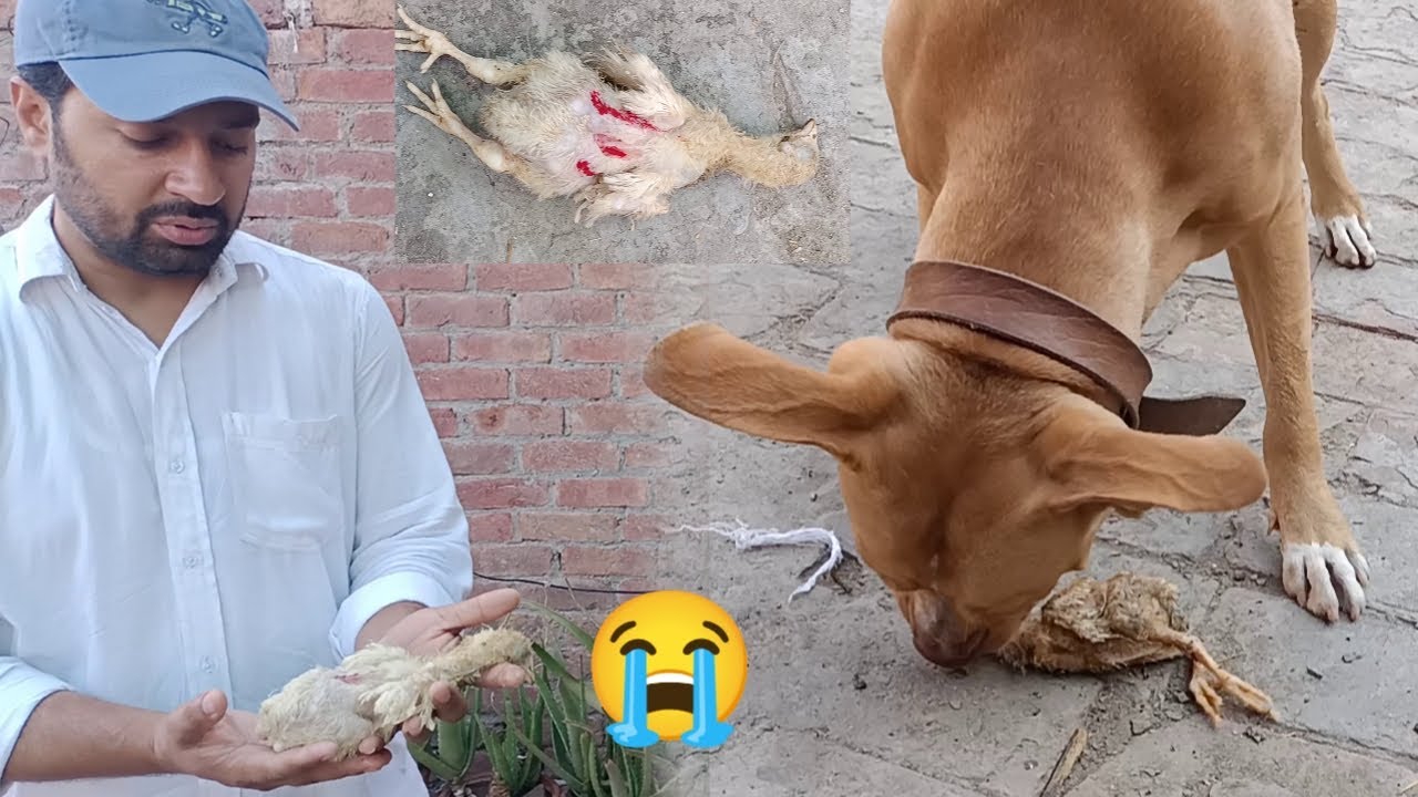 Lilly Pit Bull Dog Attack On Chicks 😰 - Pit Bull Na Choza Per Hamla Kr Diya - 3mbvlogs