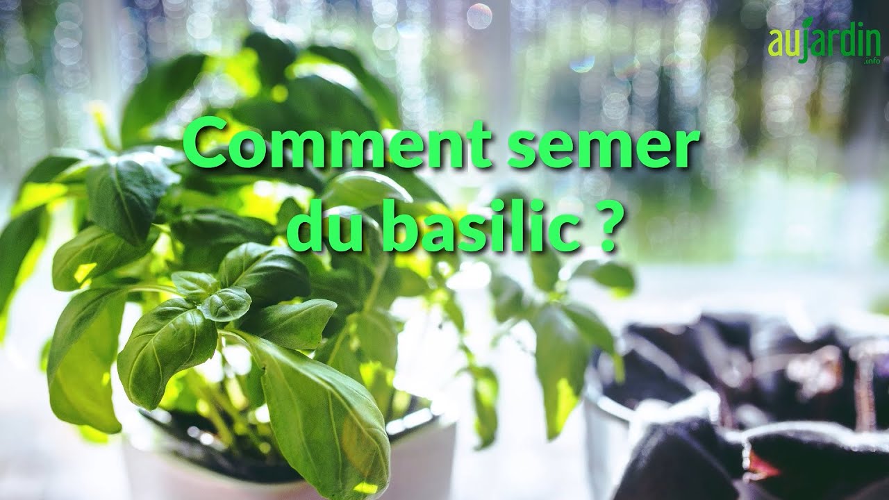 COMMENT SEMER du BASILIC ?