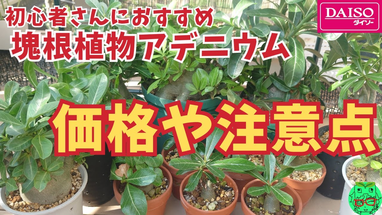 【初心者さんにおすすめ塊根植物アデニウム】　ダイソー、ホームセンターで購入のオベスム、アラビカムさんの大きさや種類別の価格や注意点の紹介です　DAISO、ホムセン、剪定、同切り、冬越し、タコ足