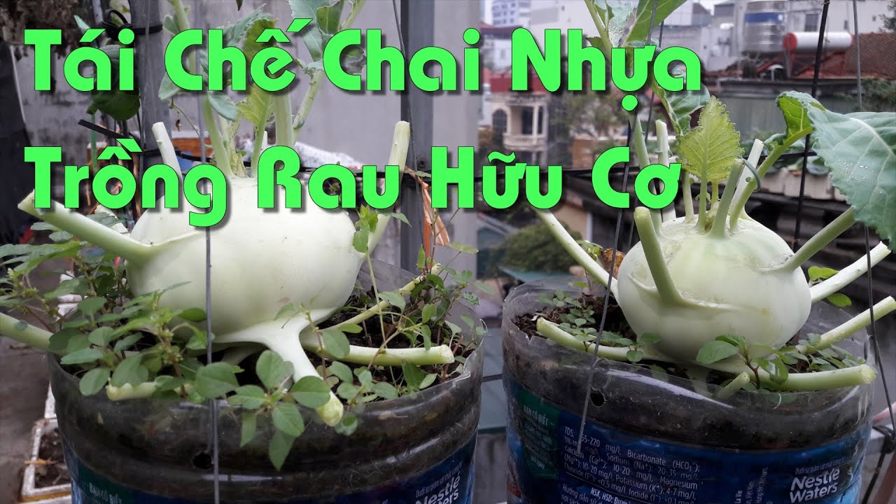 Cách Tái Chế Chai Nhựa Thành Chậu Trồng Rau Hữu Cơ Thông Minh