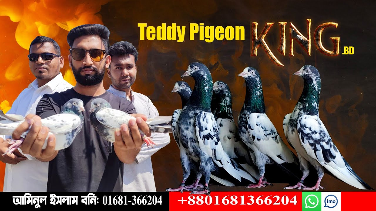 imported bloodline teddy pigeon।। টেডি কিং খ্যাত বনি ভাই এর লফ্ট