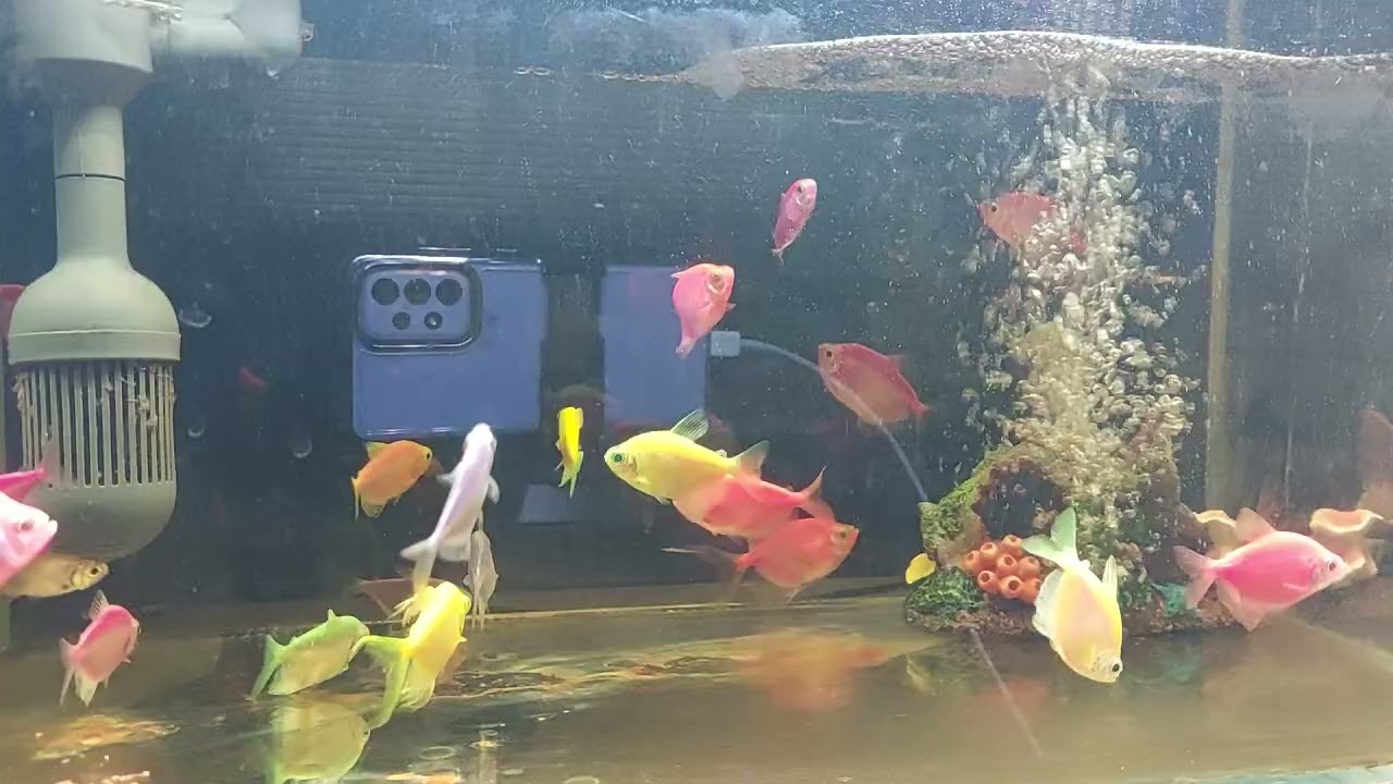 Relaxing Aquarium Fish Tank Sounds no music