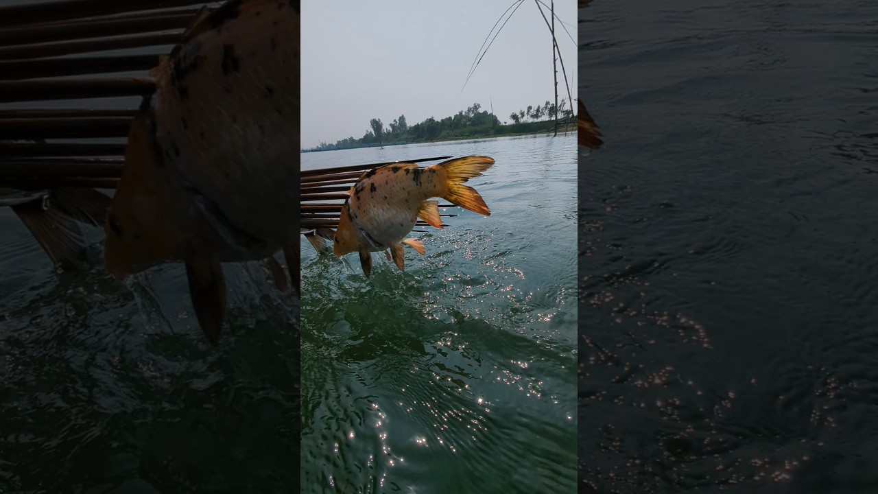 Catch of the Day - Village Boat Fishing | #shorts #fishing #fishingvideo #villagelife #fishinglife