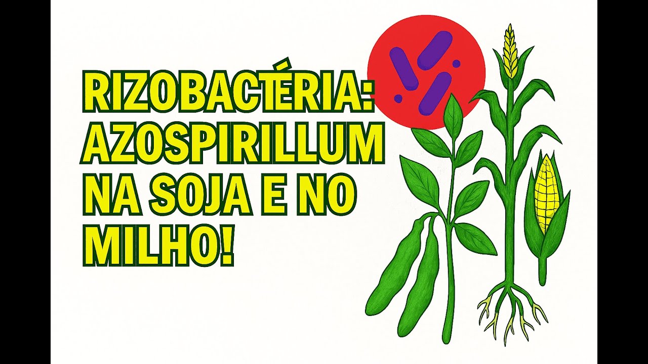 RizoBactéria: Azospirillum na Soja e no Milho!