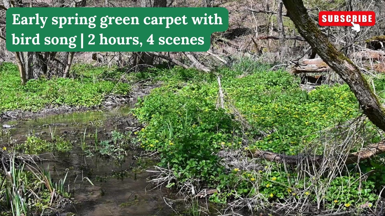 Relaxing early spring green carpet with forest stream and bird song | 2 hours, 4 scenes