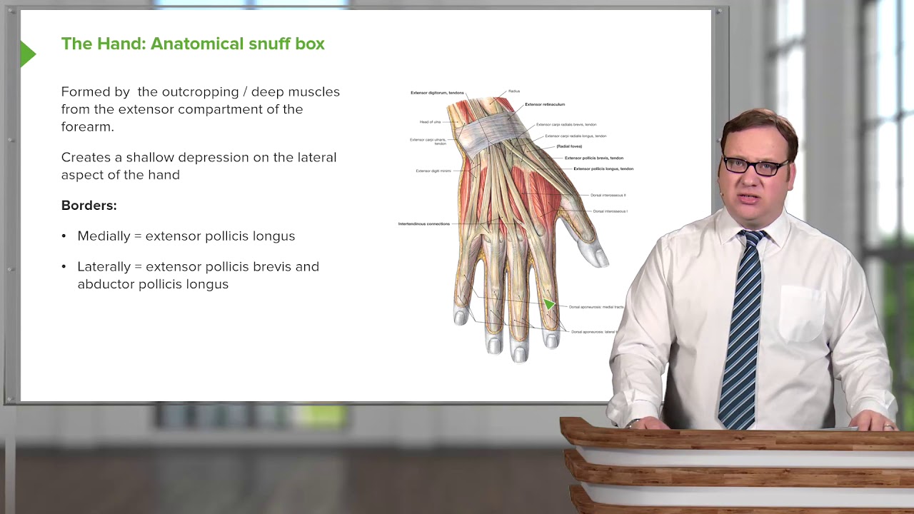 Dorsum &ndash; Anatomy of the Hand