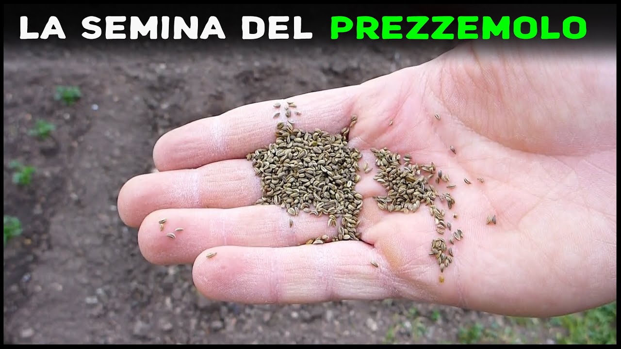 Seminare il prezzemolo