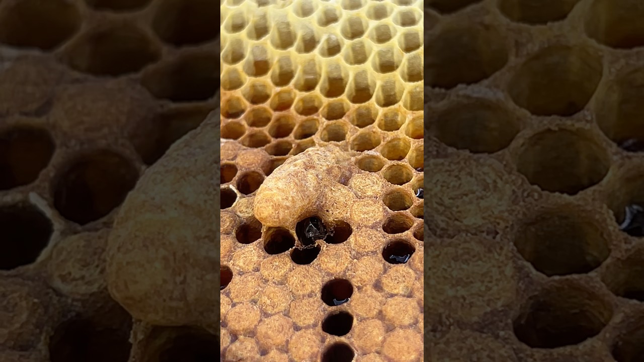 Oh!! On the beehive growing queen cell again #bee #beekeeper #honey #farming #amazing #swarming