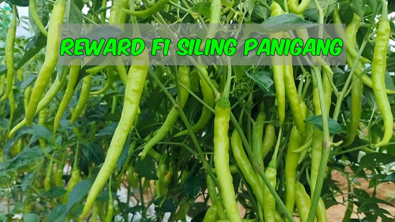 REWARD F1 SILING PANIGANG NG GREENSEEDS HITIK NA HITIK SA BUNGA!