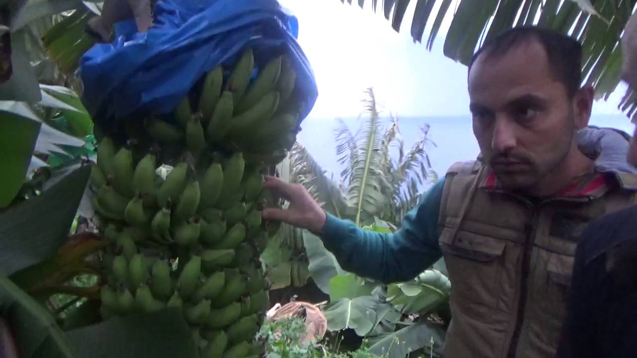 Muz Ağacı Verim Artırma - Dip Fide Gelişimi - Tarak Sayısı-  Yapraklarda Sararma - Sulama - Gazipaşa