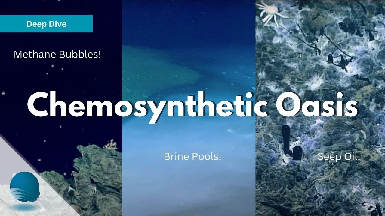 Deep Dive: Chemosynthetic Oasis