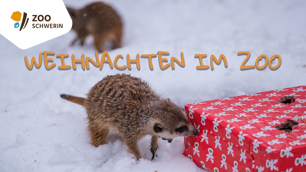 Weihnachten im Zoo Schwerin - 2024
