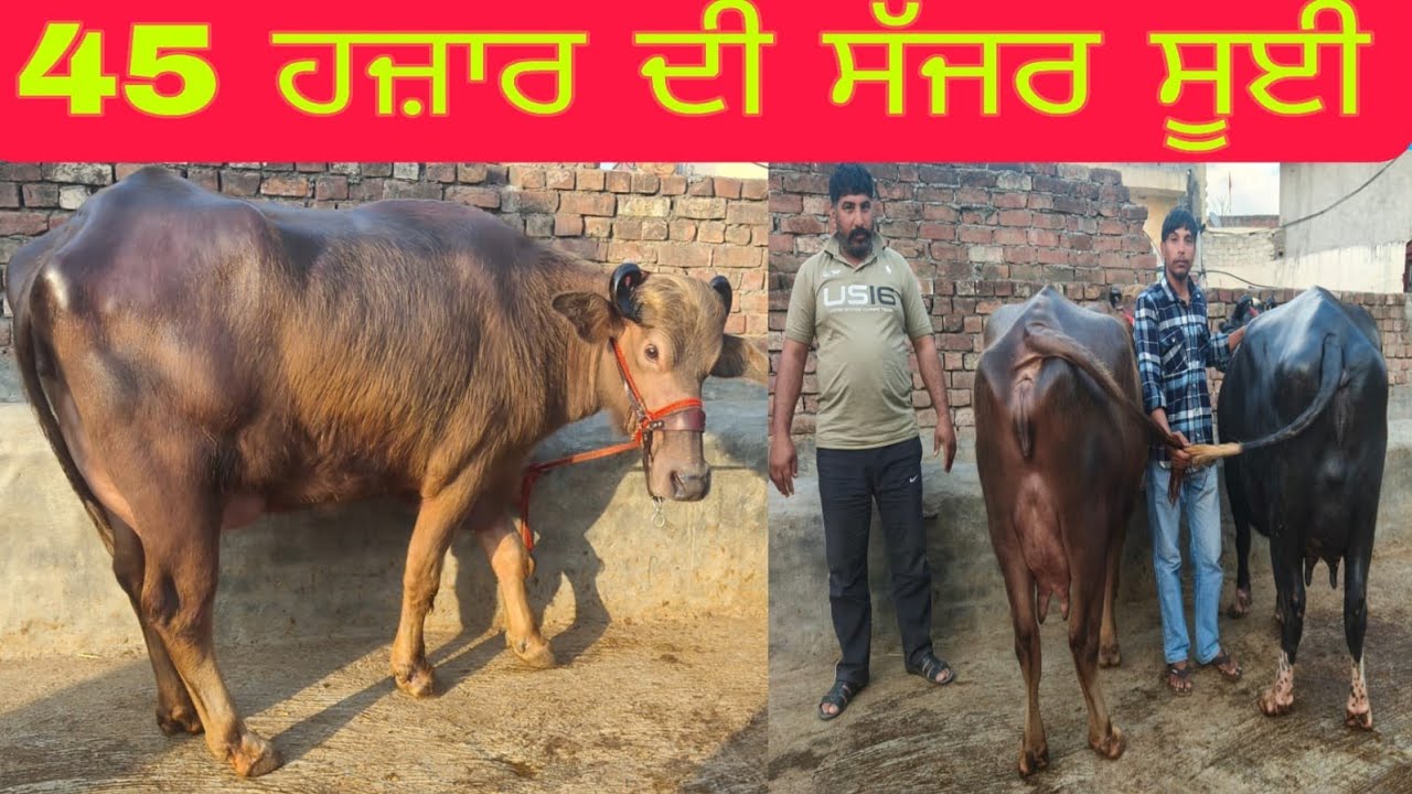 ਫ਼ੋਨ 99145-78869 ਤਾਜੀਆਂ ਸੂਈਆਂ ਬੂਰੀਆਂ ਨੀਲੀ ਰਾਵੀ ਝੋਟੀਆਂ ਚੰਗੇ ਰਿਕਾਰਡ ਵਾਲੀਆ ਬਿਲਕੁੱਲ ਮੁਫਤ ਲੁੱਟ ਲਓ ਮੇਲਾ 