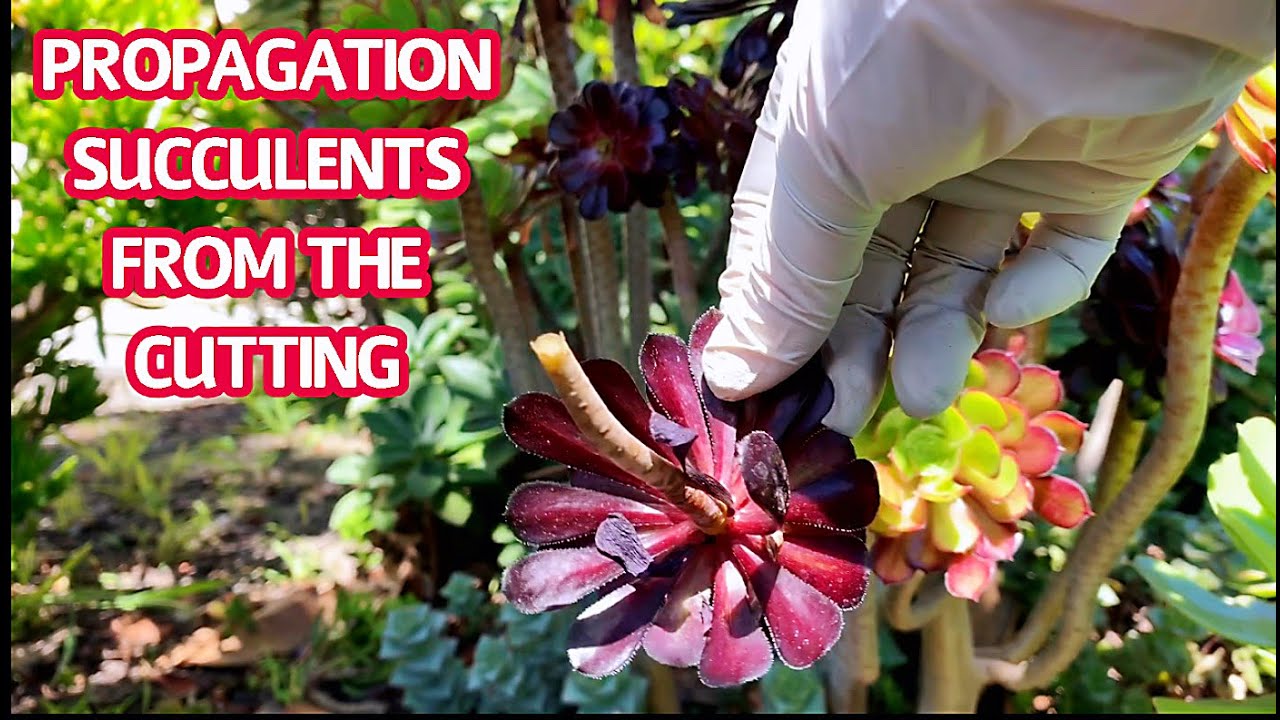 #163 HOW TO PROPAGATE SUCCULENTS FROM CUTTINGS | Cách nhân giống sen đá bằng thân |Cuộc sốngMỹ