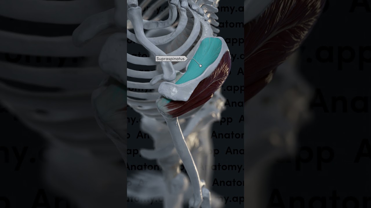 Rotator cuff muscles: supraspinatus, infraspinatus, teres minor, subscapularis