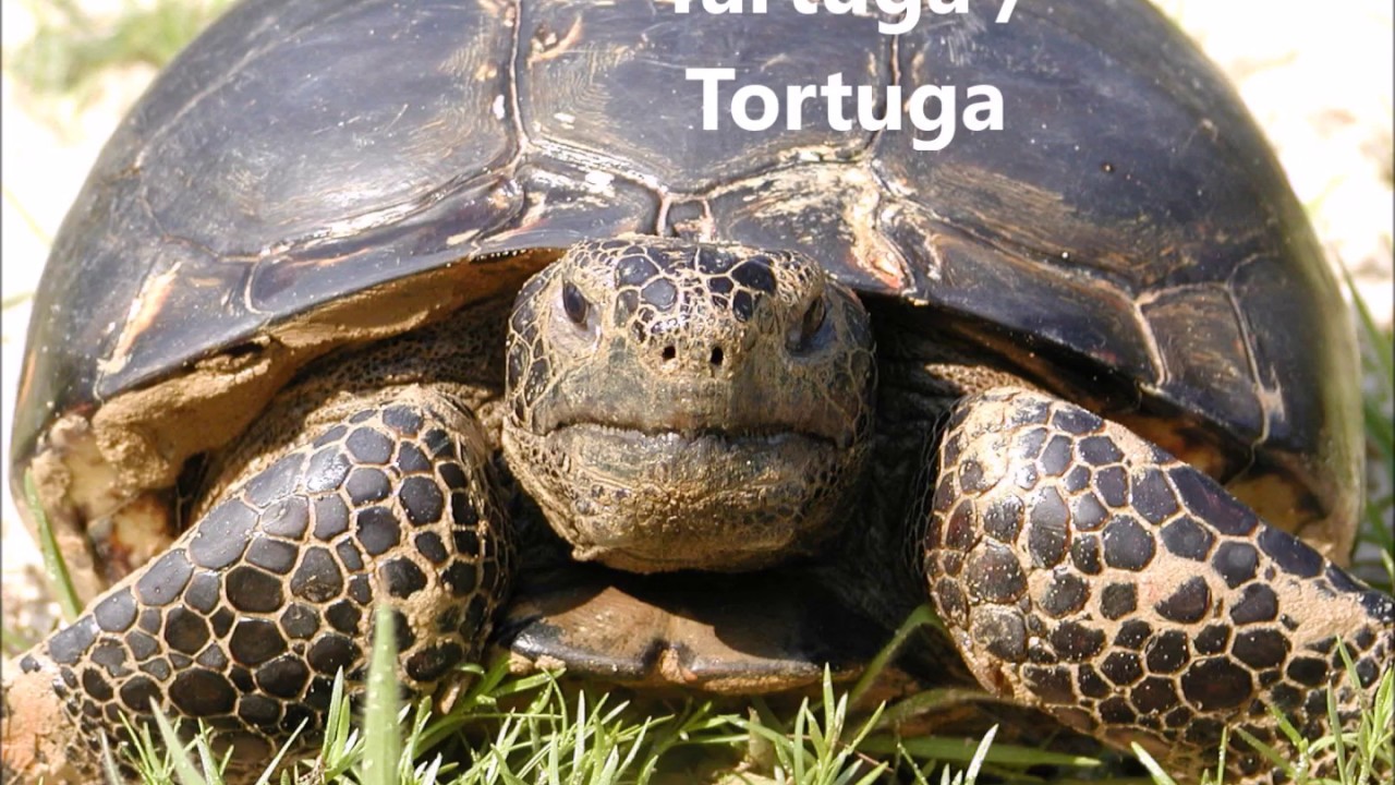Languedocien (Occitan) - Animals