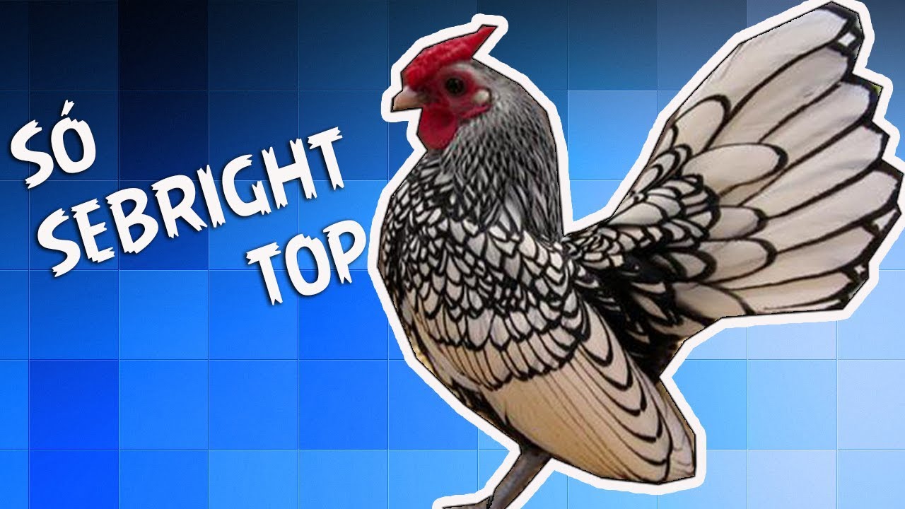GALINHAS DA RAÇA SEBRIGHT (chicken BATAM) Galinha ornamentais
